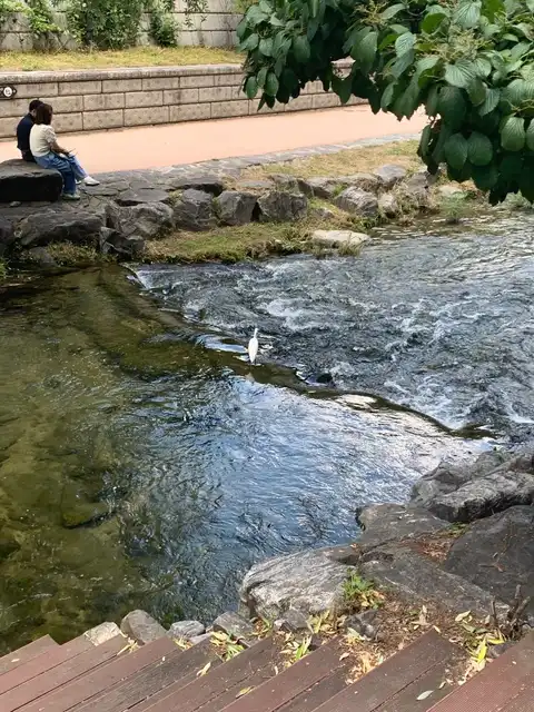 Cheonggyecheon Stream Nahaufnahme – weißer Reiher steht im fließenden Wasser, ein Paar sitzt auf Felsen am Ufer