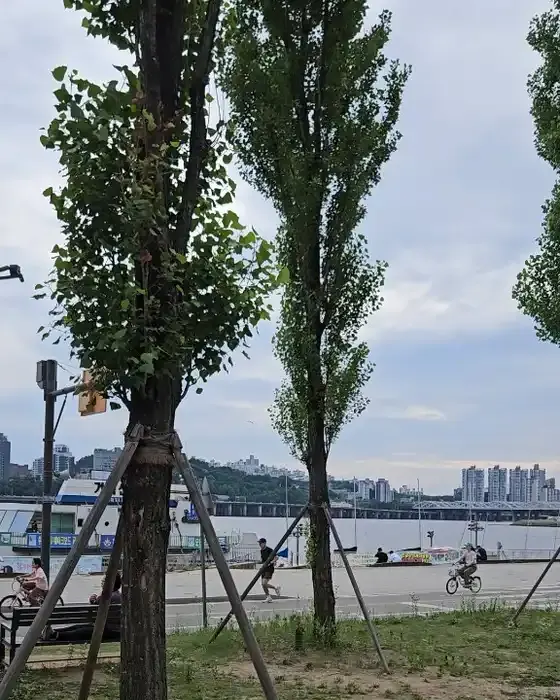 Von Bäumen gesäumter Laufweg im Han-River-Park – Jogger und Radfahrer auf dem Uferweg, Wohntürme auf der anderen Flussseite