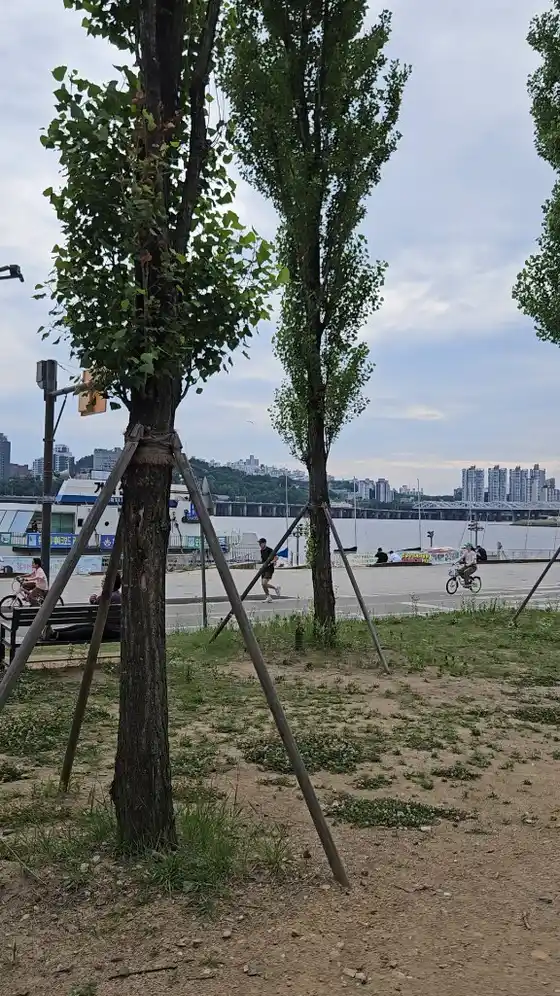 Han River park tree-lined running path — jogger and cyclist visible on the riverside trail, apartment towers across the river